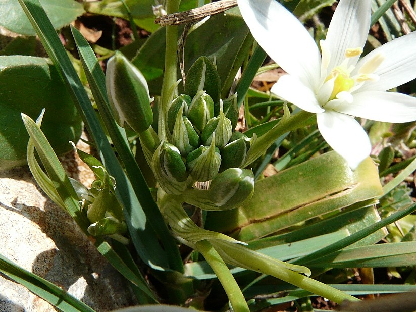 Ornithogalum montanum / Latte di gallina a foglie larghe
